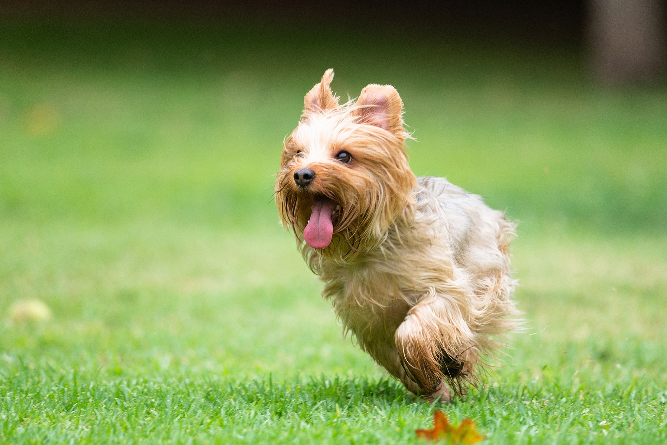 Dog running on grass