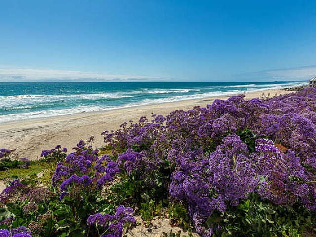 carlsbad beach with purple flowers