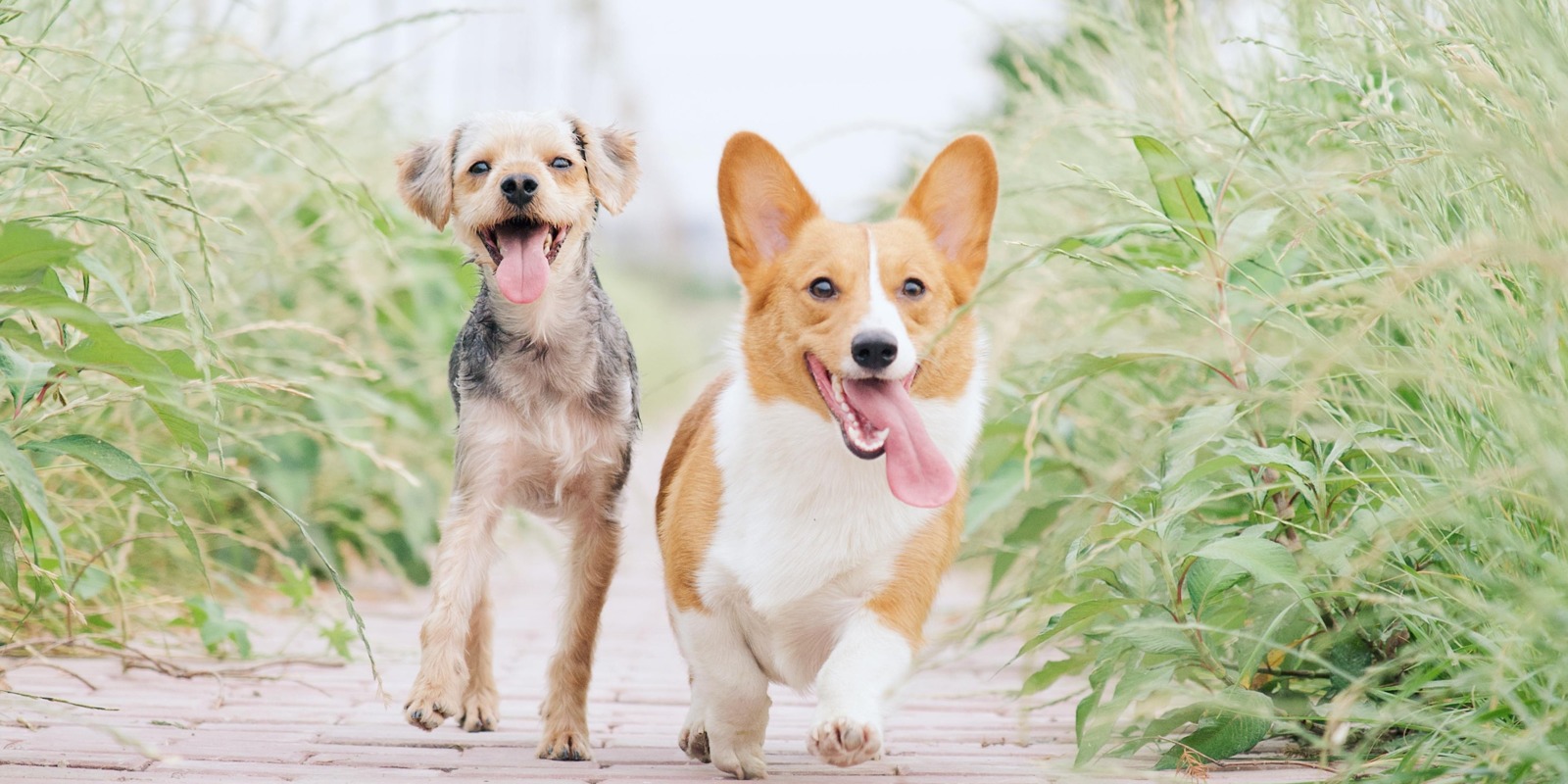 pair of dogs walking on a brick path in between tall weeds and grass