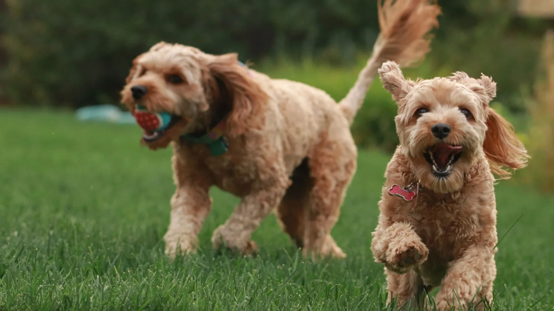 Dogs playing at park