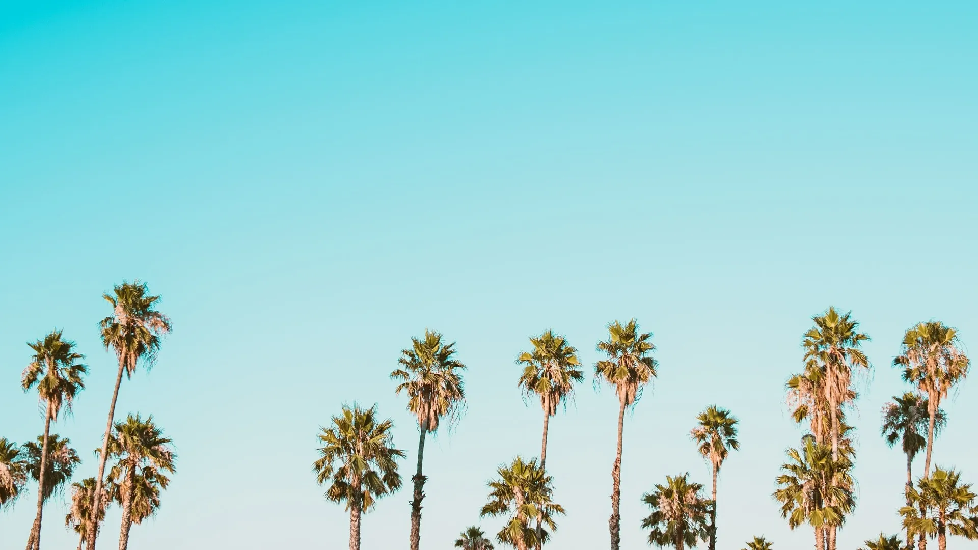 Palm Trees in San Diego