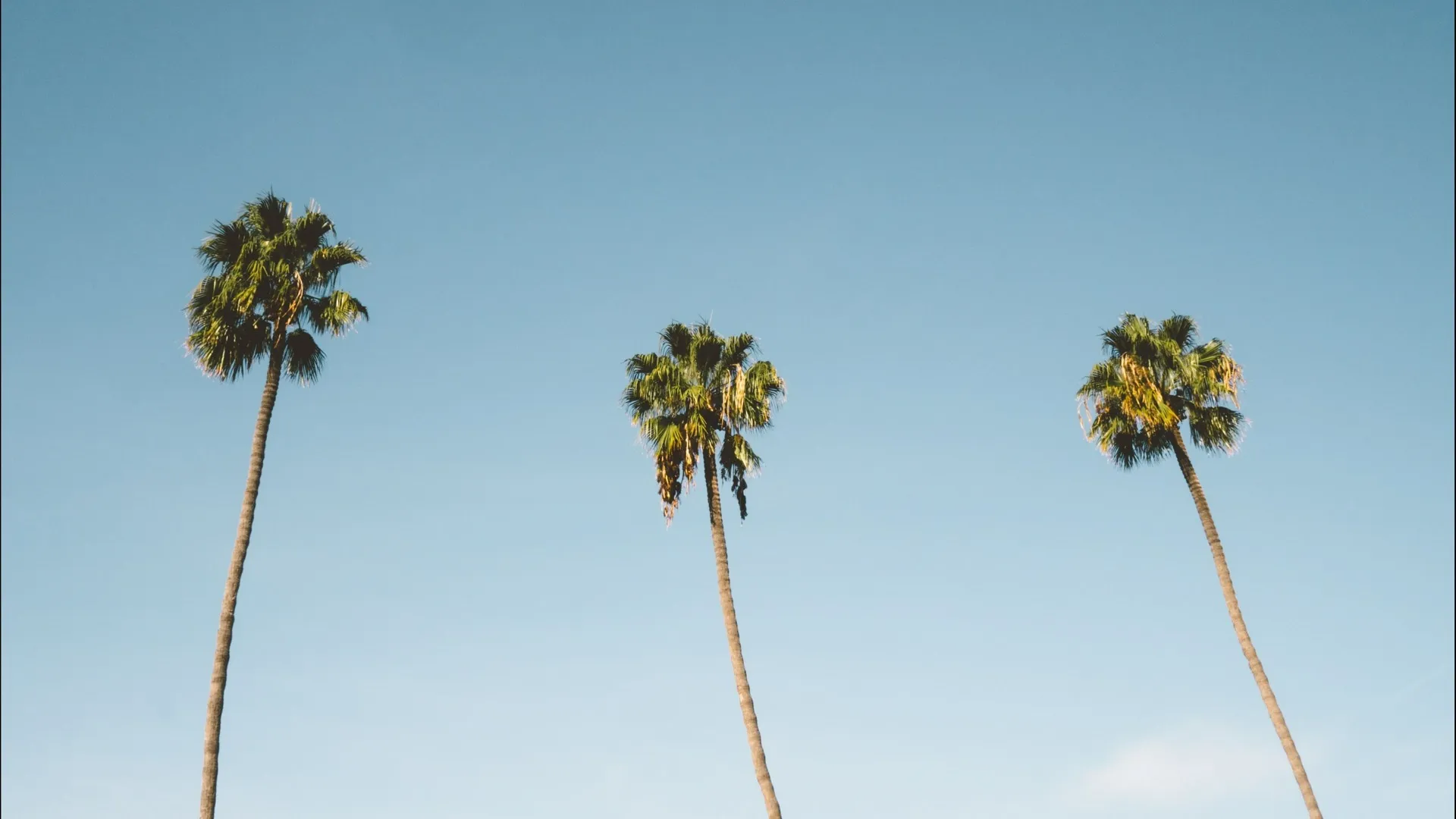 palm trees