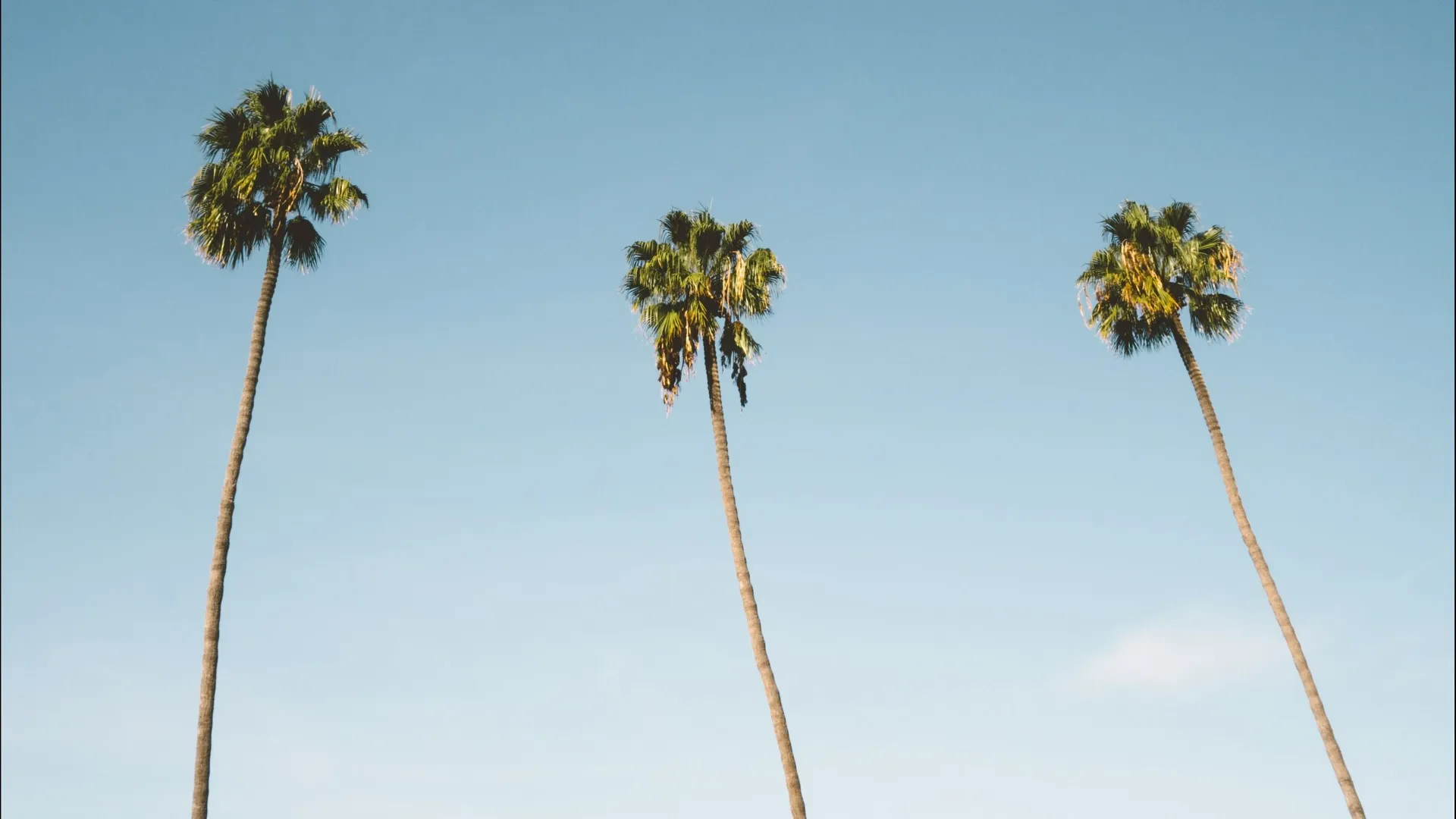 palm trees