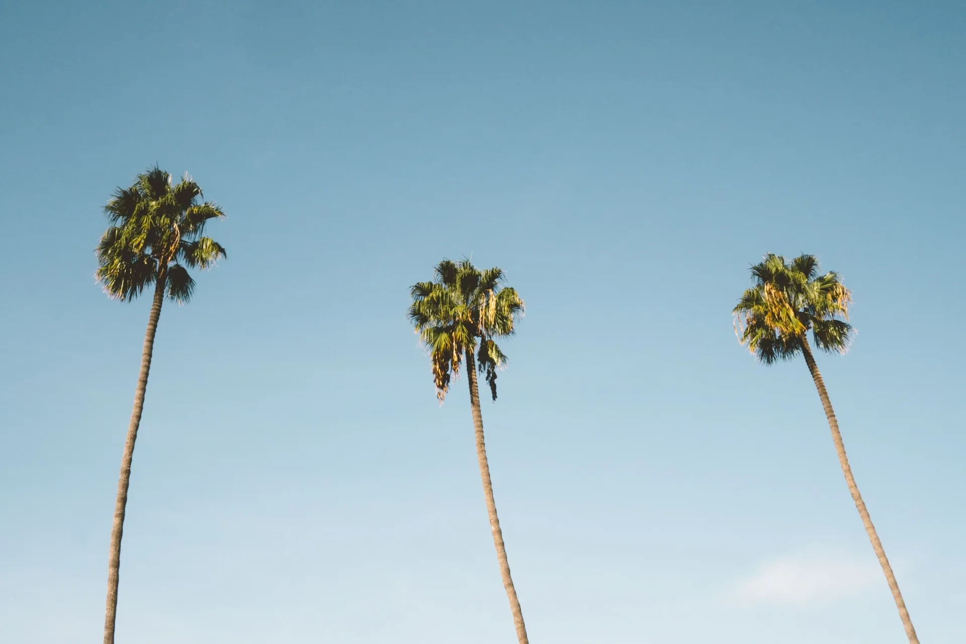 palm trees