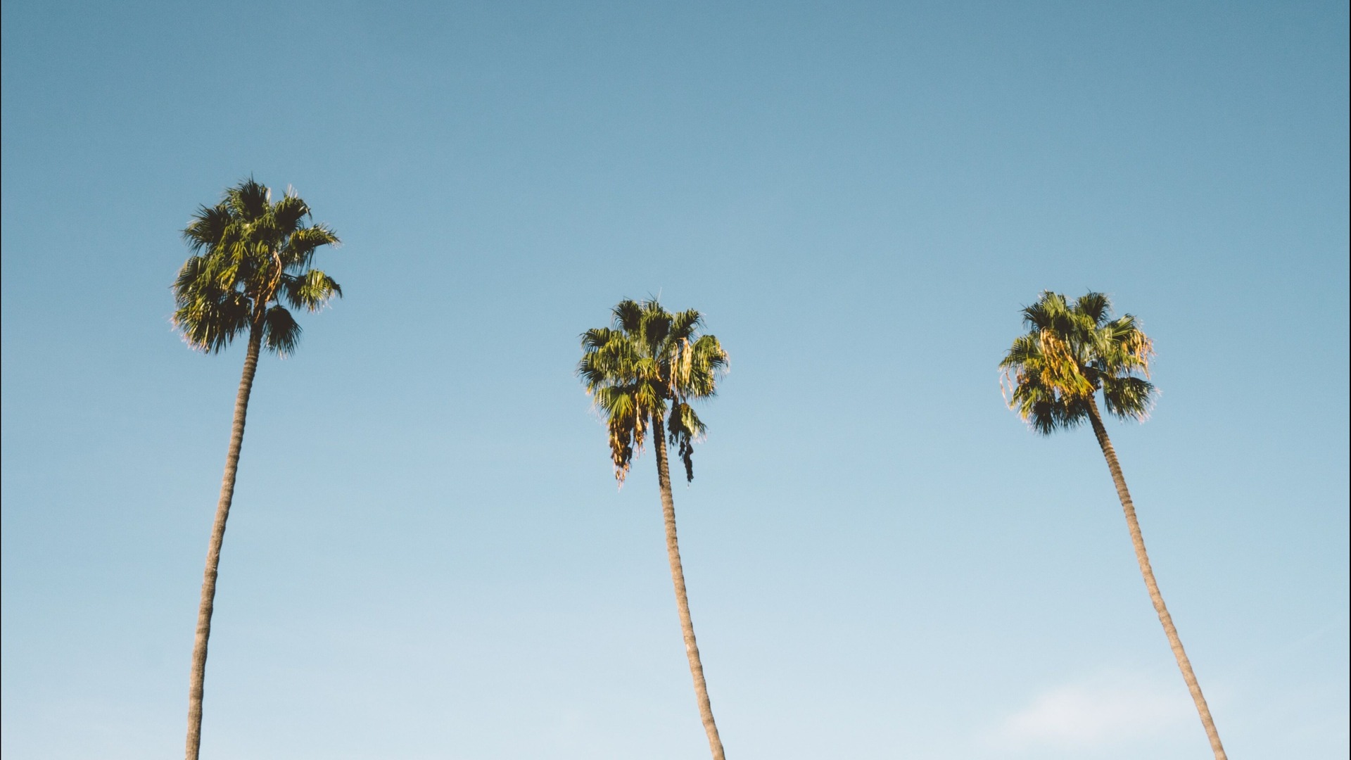 palm trees