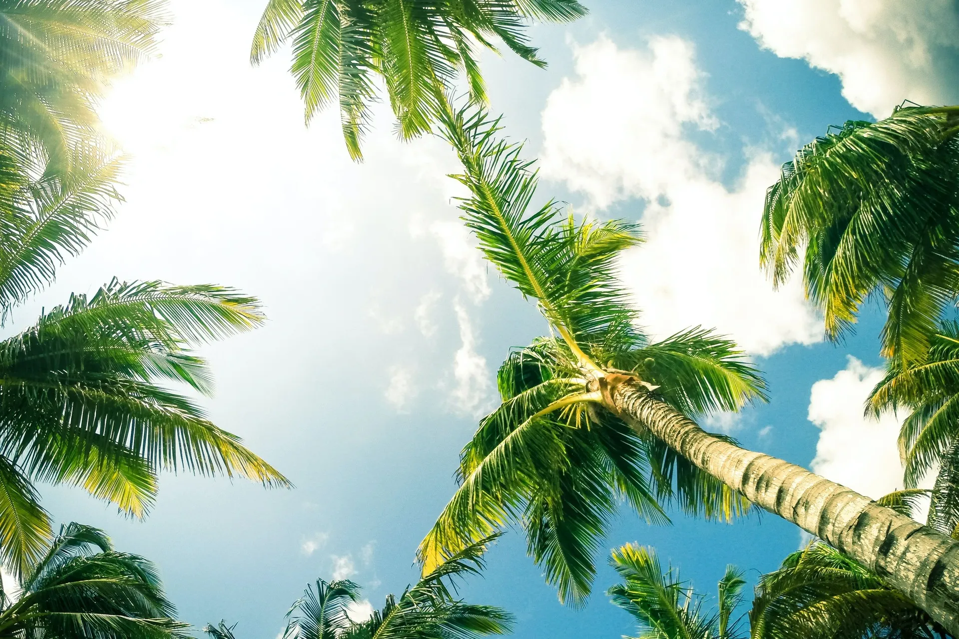Palm trees in San Diego