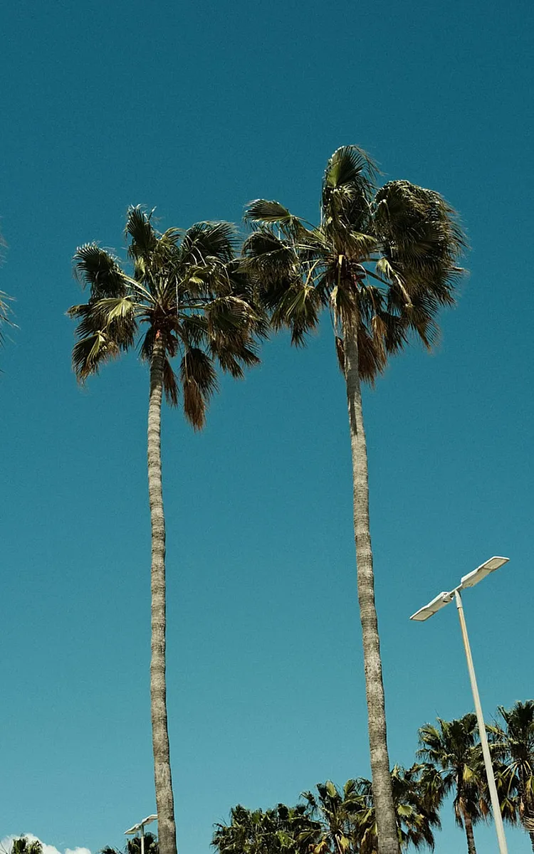worms eye view of palm trees