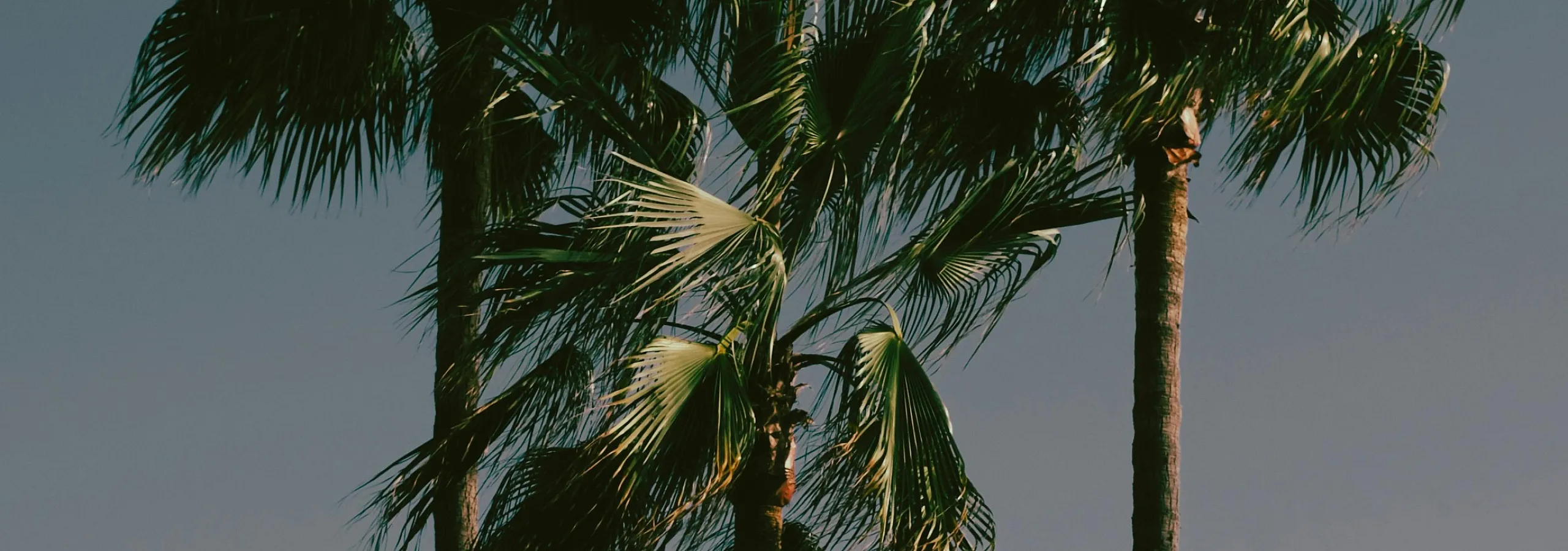 palm trees in the evening light