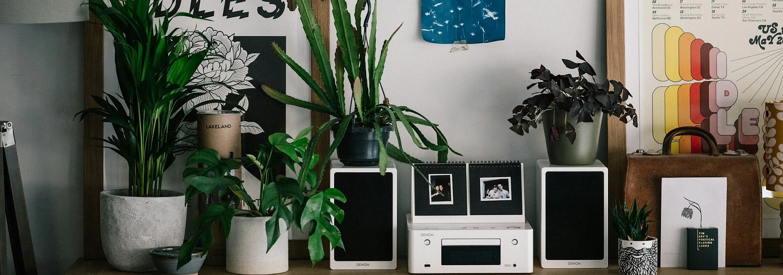 plants and decorative items on display