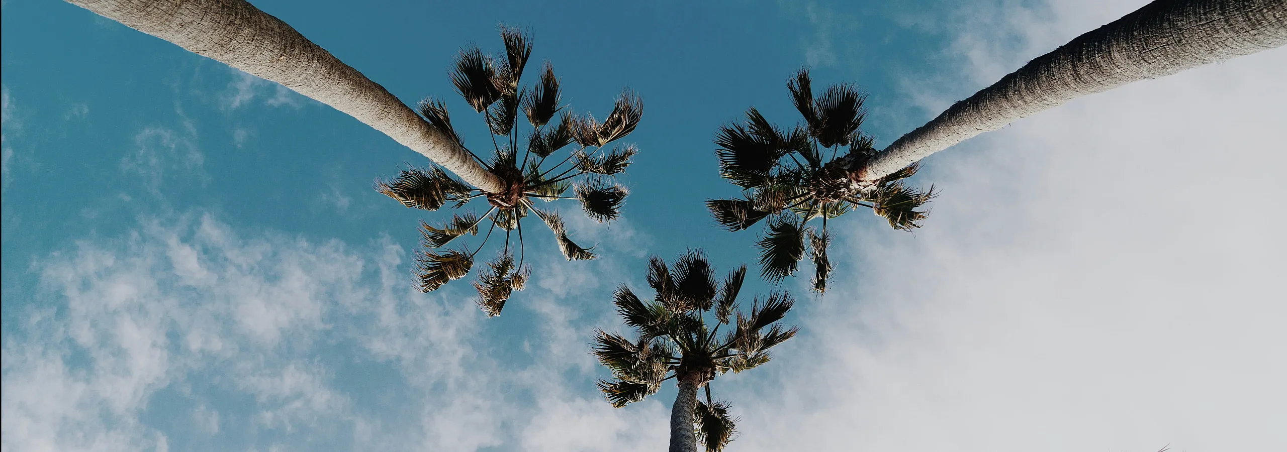 palm trees san diego