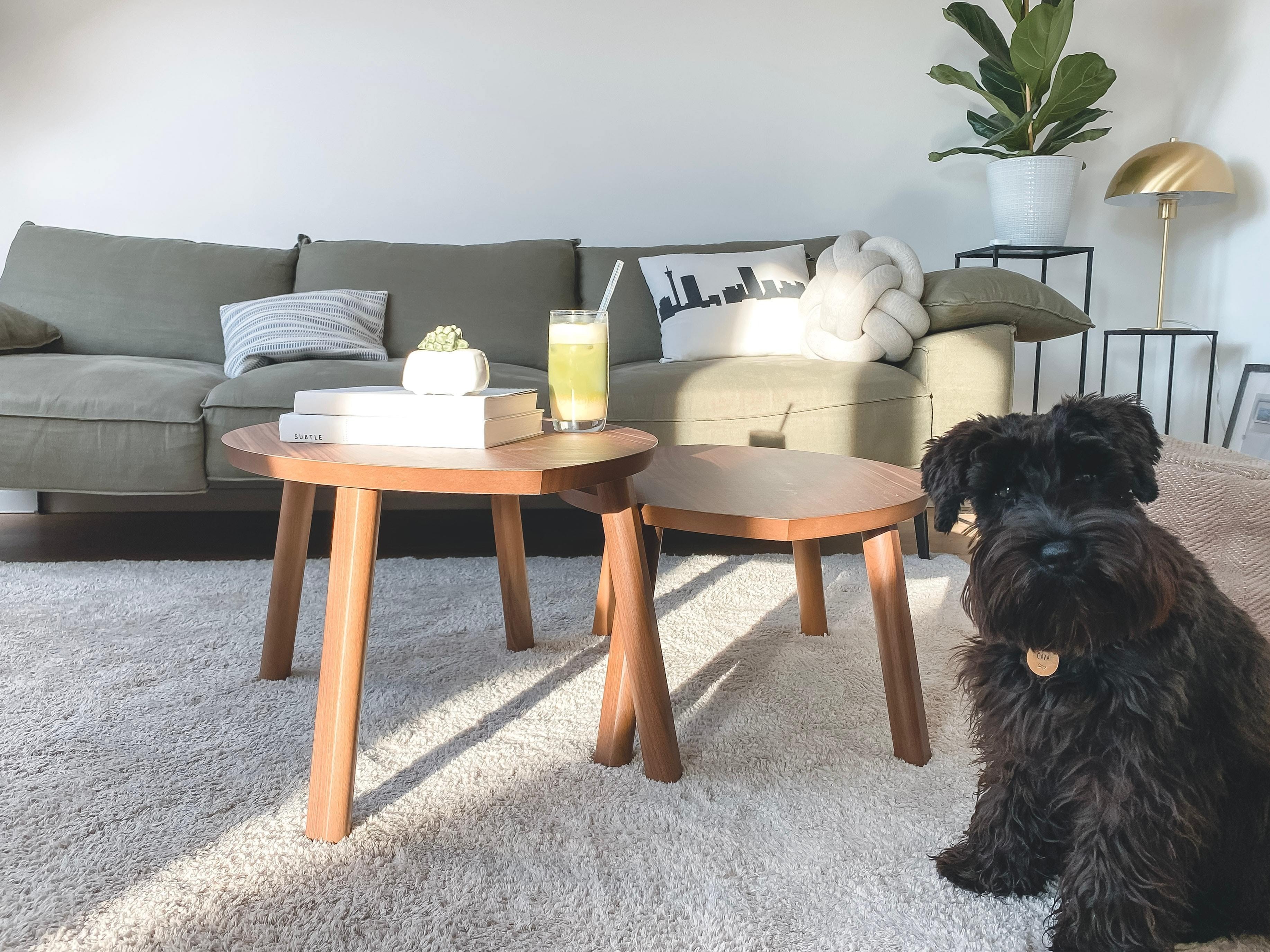 Living Room with Black Dog