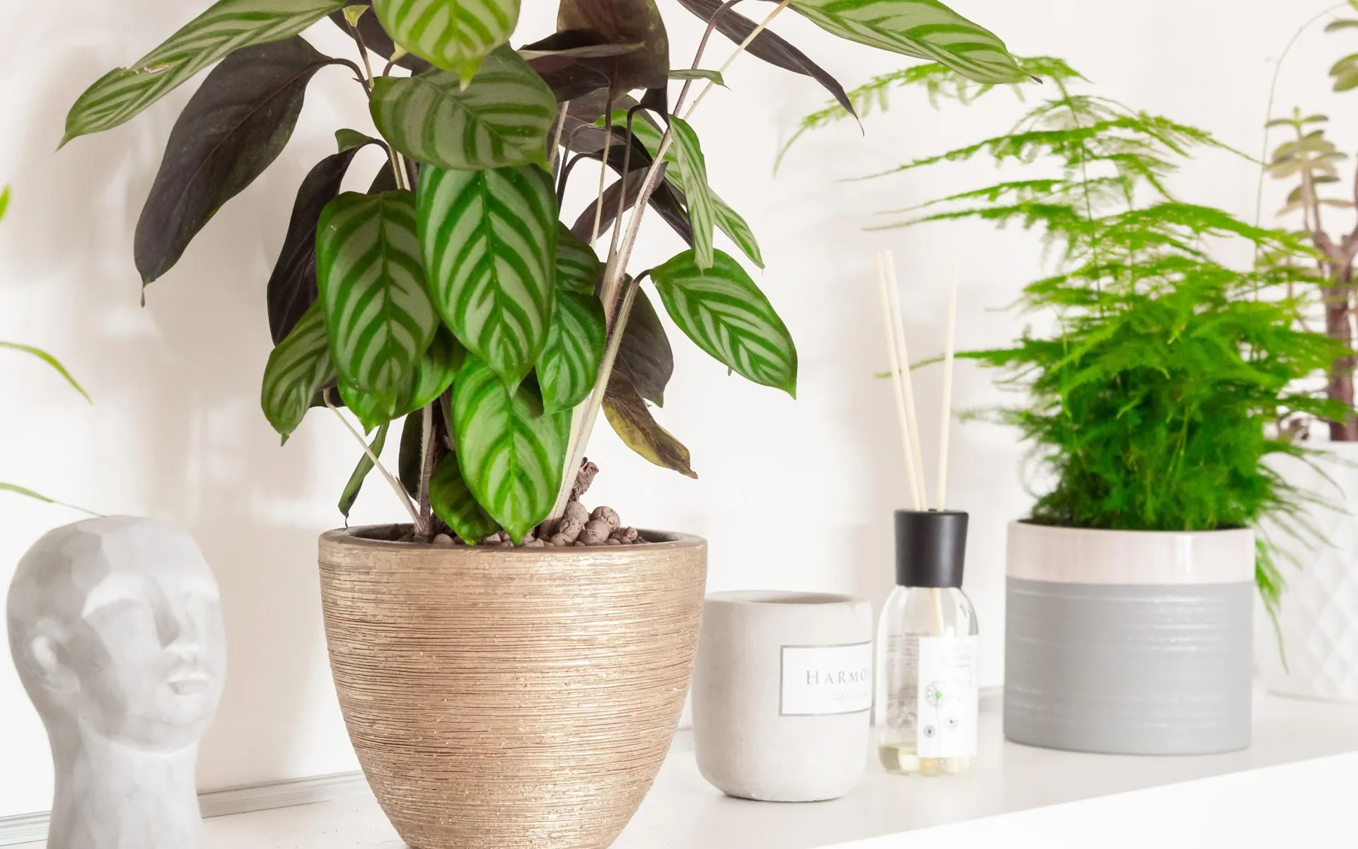 potted plants and decorative accessories on shelf