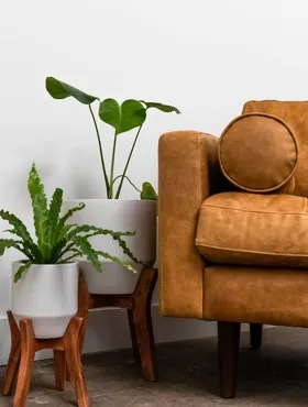chair and plants