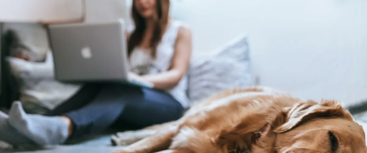 pet - dog and owner laying on the bed