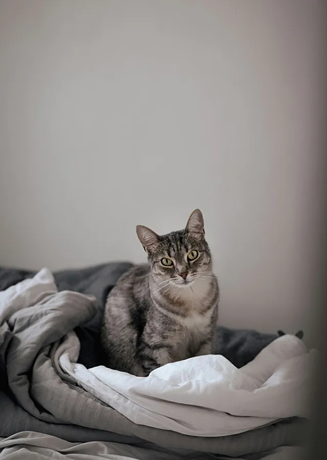 grey cat sitting on top of a comforter