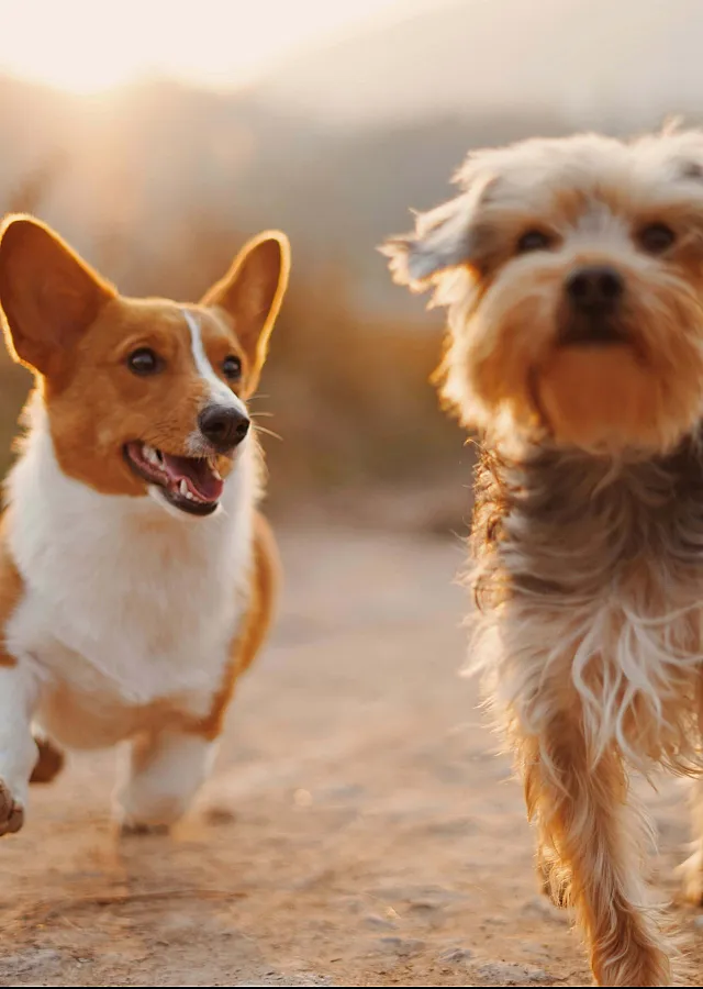 two dogs running
