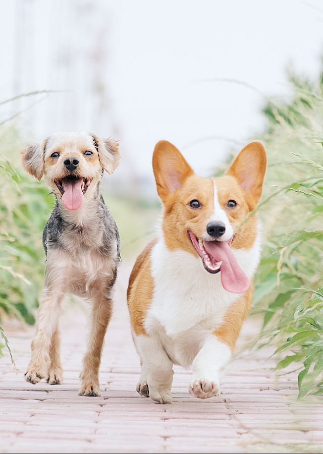 two dogs running