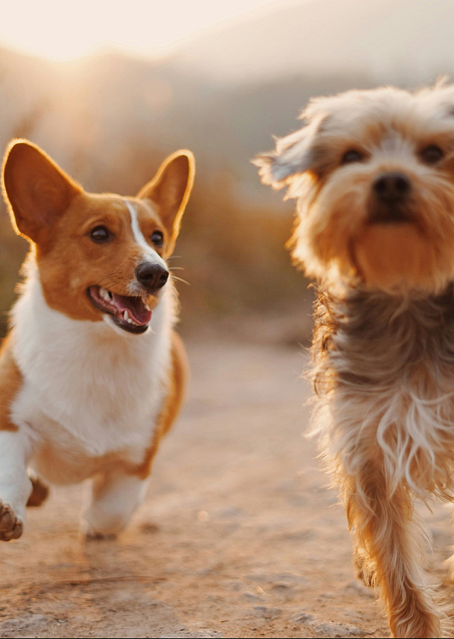 two small dogs running