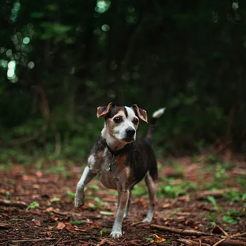 puppy roaming the woods