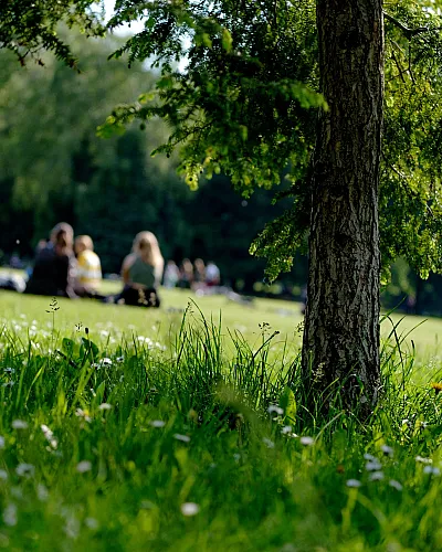 people sitting at the park