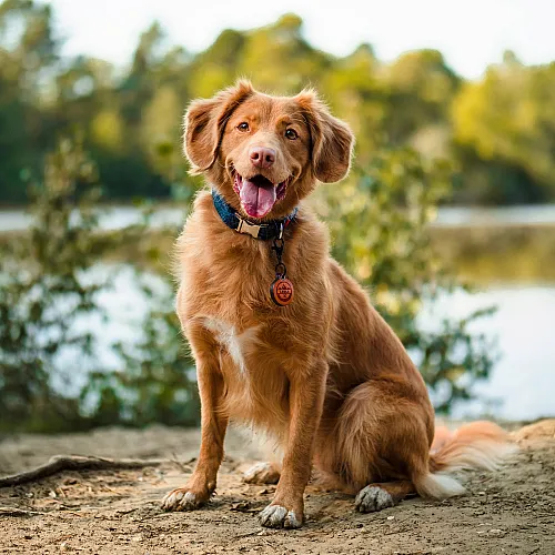 golden retriever posing for a photo in front of a lake