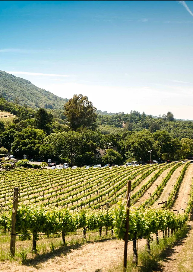 local vineyard in oregon