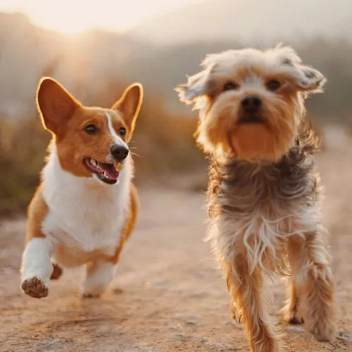 two dogs running