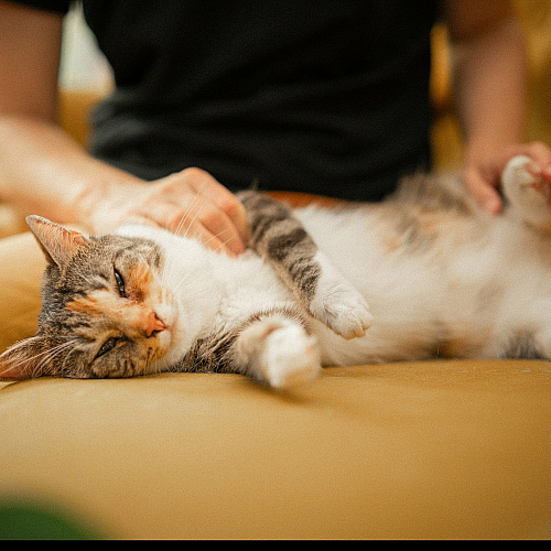 person playing with a cat on a yellow sofa