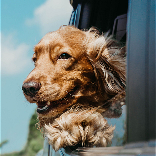golden retriever with head out of moving car window