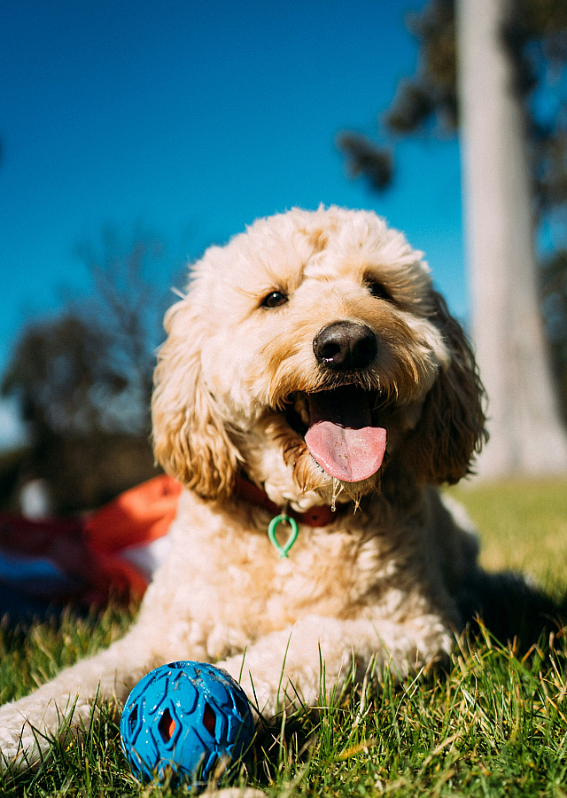 cute dog at the dog park