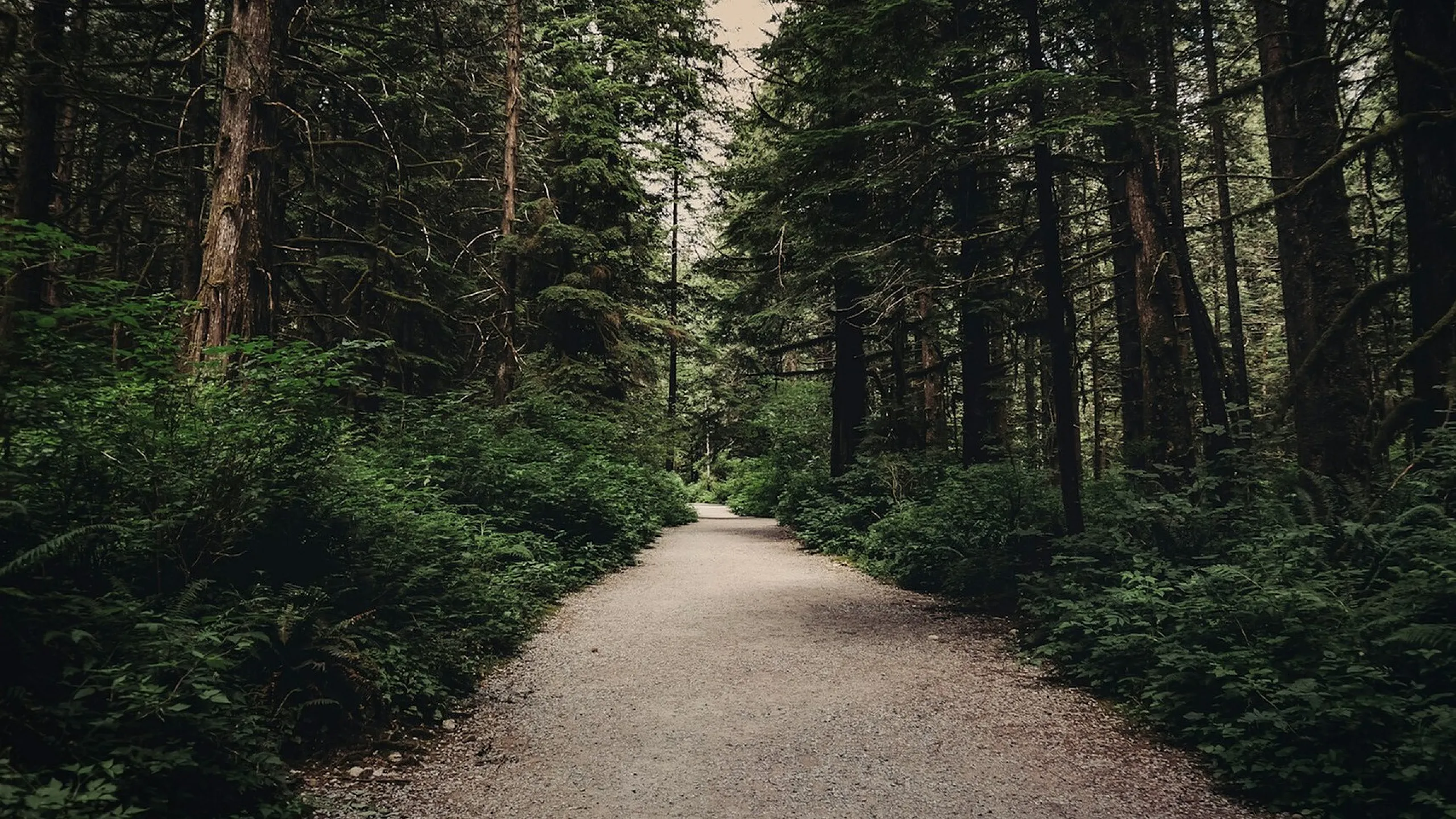 pathway with tall pines at the sides