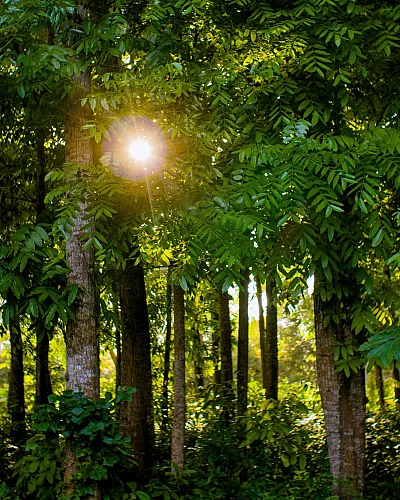 sun coming through trees