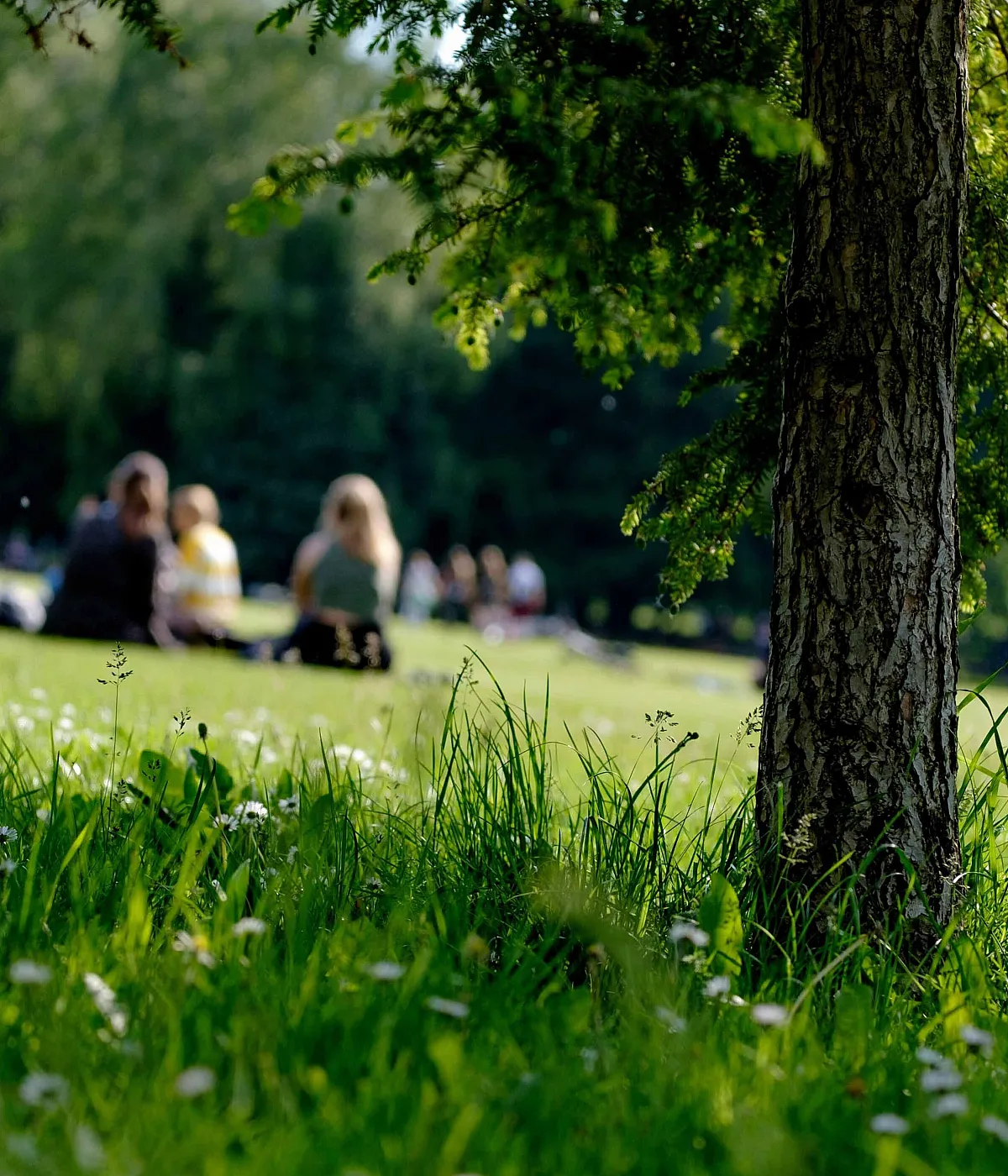 people having a picnic in a park