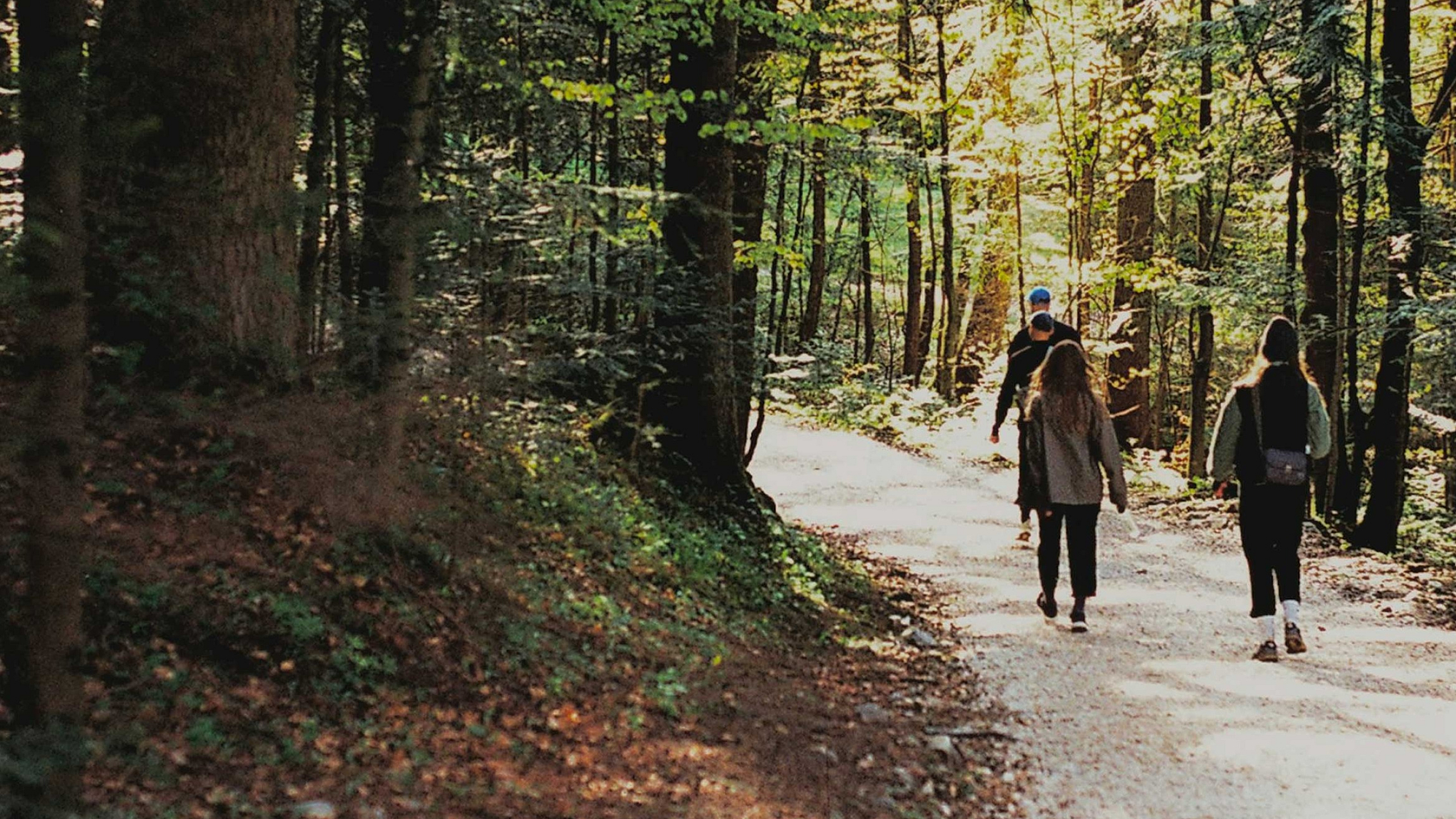 people hiking in the woods