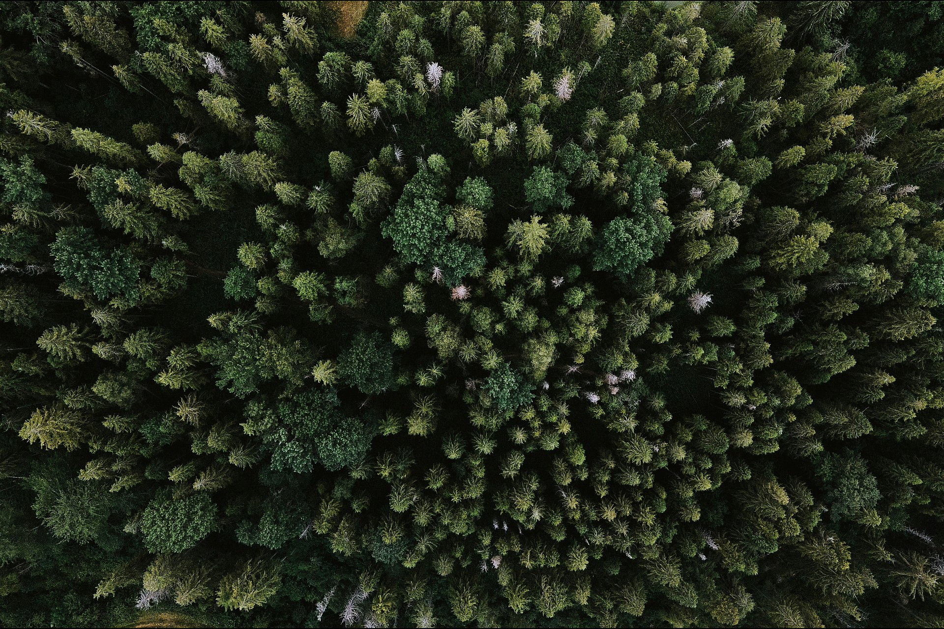 cedar trees