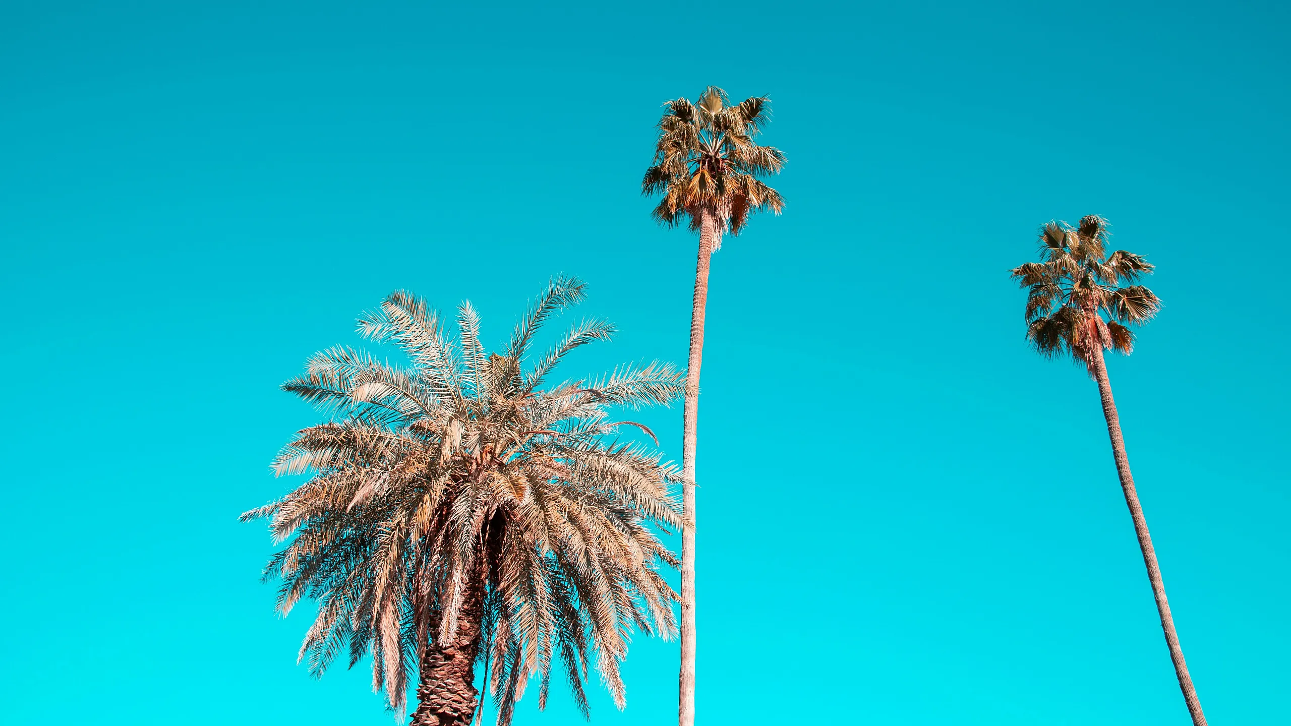 Phoenix desert at dusk with palm trees