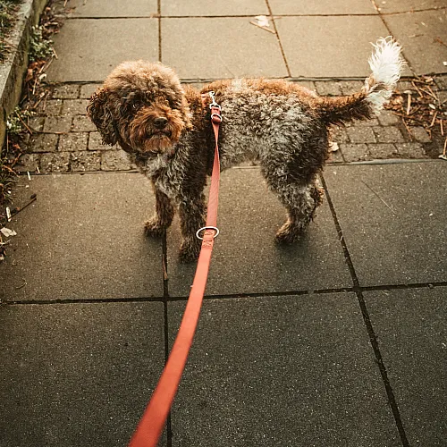 walking dog stock photo