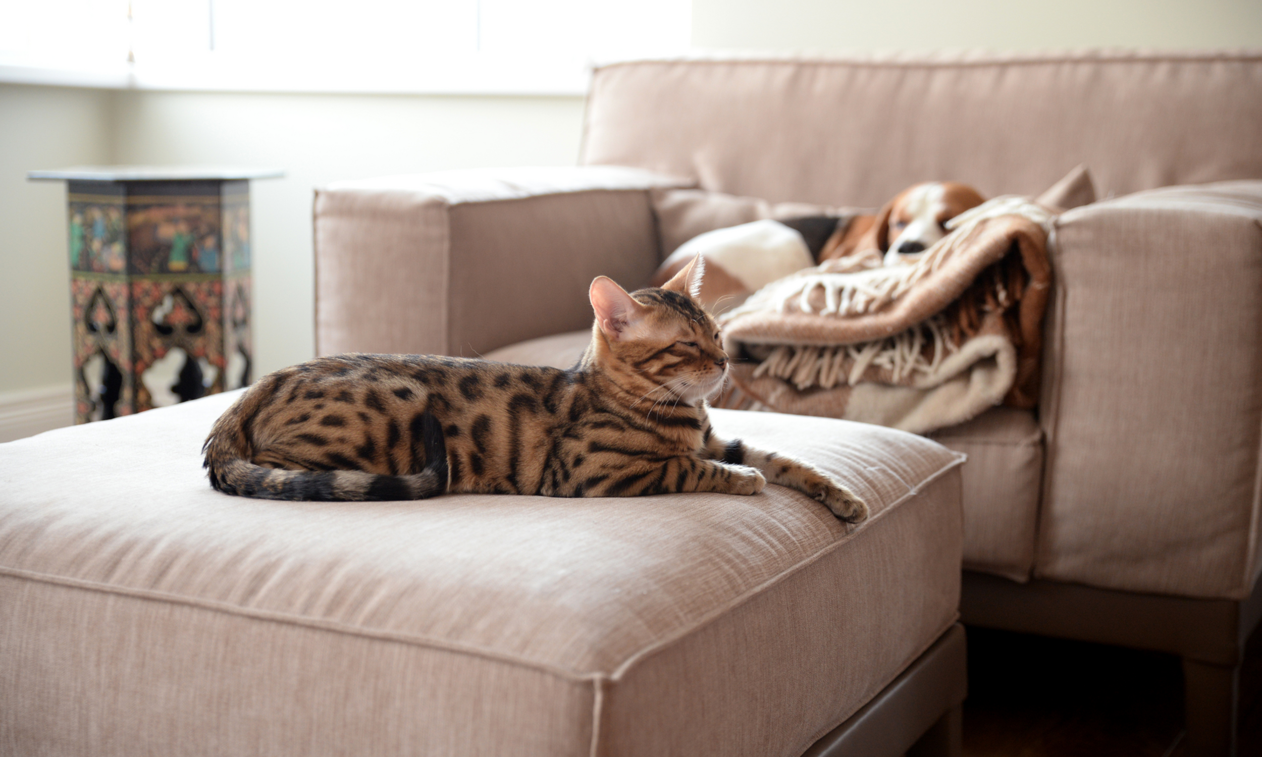 Inviting living room featuring a relaxed cat on an ottoman and a dog nestled in a plush sofa.