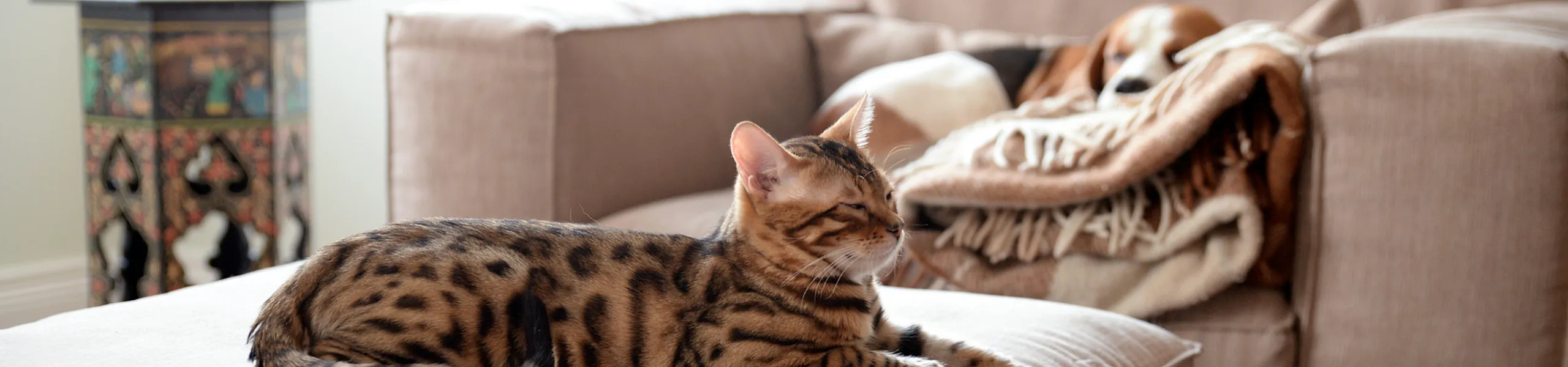 Luxurious living room with plush beige couches and a relaxed Bengal cat basking in natural light.