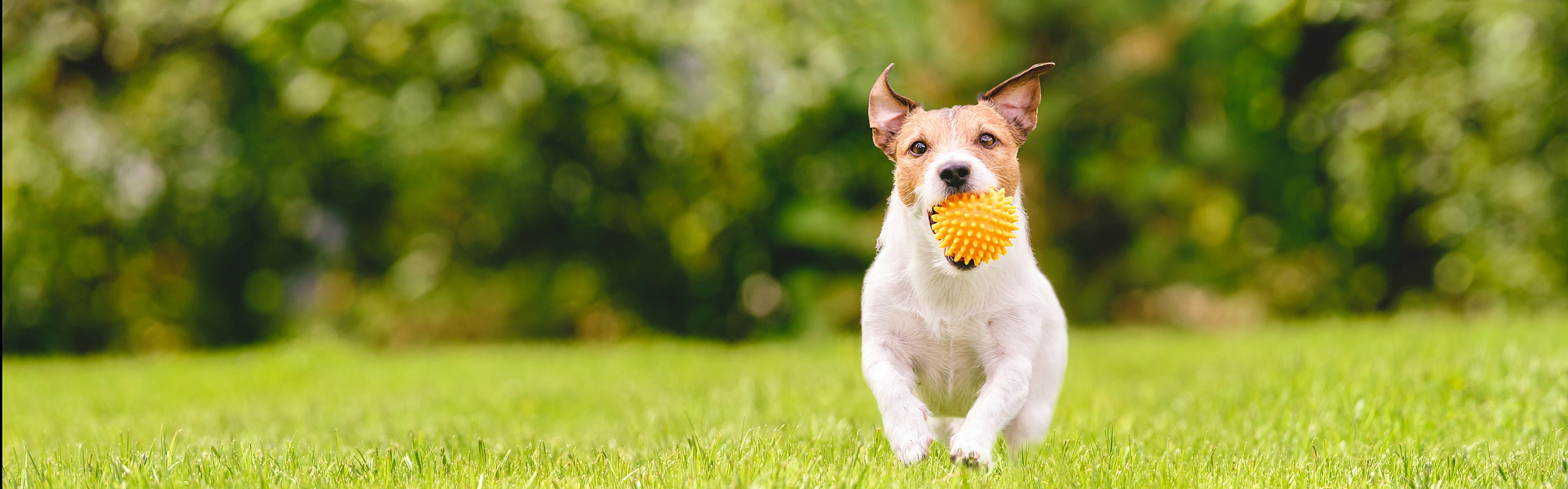 Joyful dog playing with a spiky yellow ball on a lush green lawn.