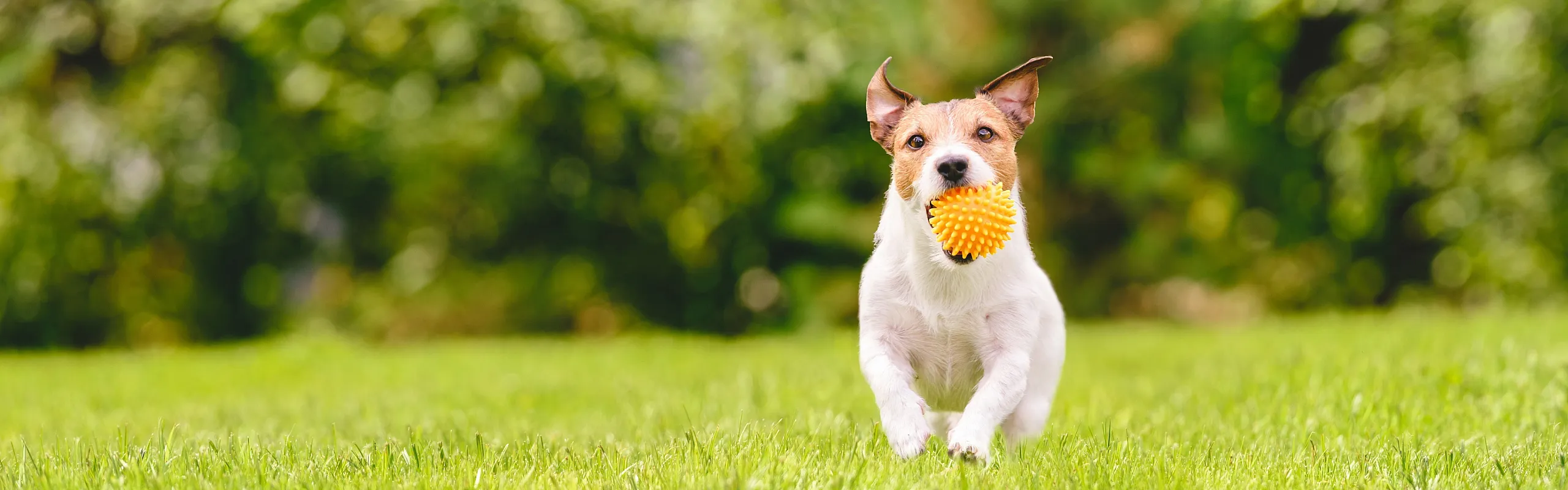 Joyful Jack Russell Terrier running with a spiky toy ball in its mouth on a lush green lawn, surrounded by vibrant foliage.