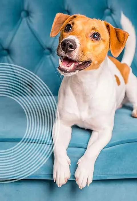 Dog on Couch