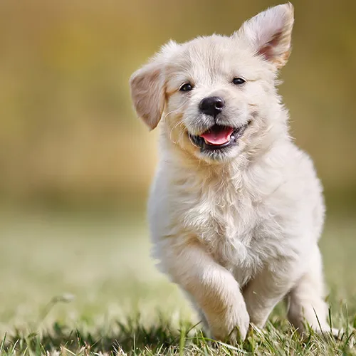 Adorable, fluffy puppy joyfully running on vibrant green grass, showcasing playful energy and innocence.