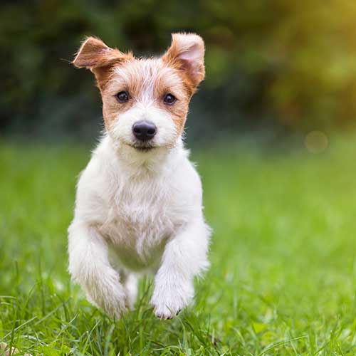A small dog enjoys the outdoors