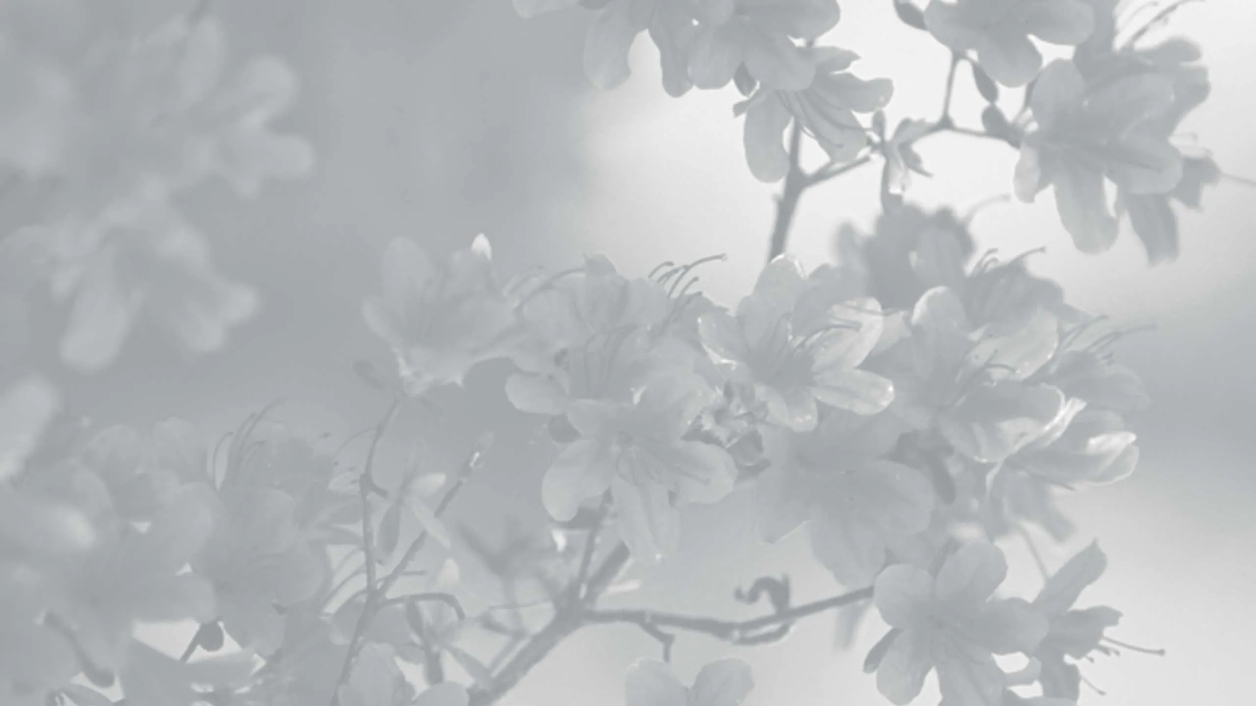 Serene blossoms in soft focus, exuding tranquility and natural beauty.