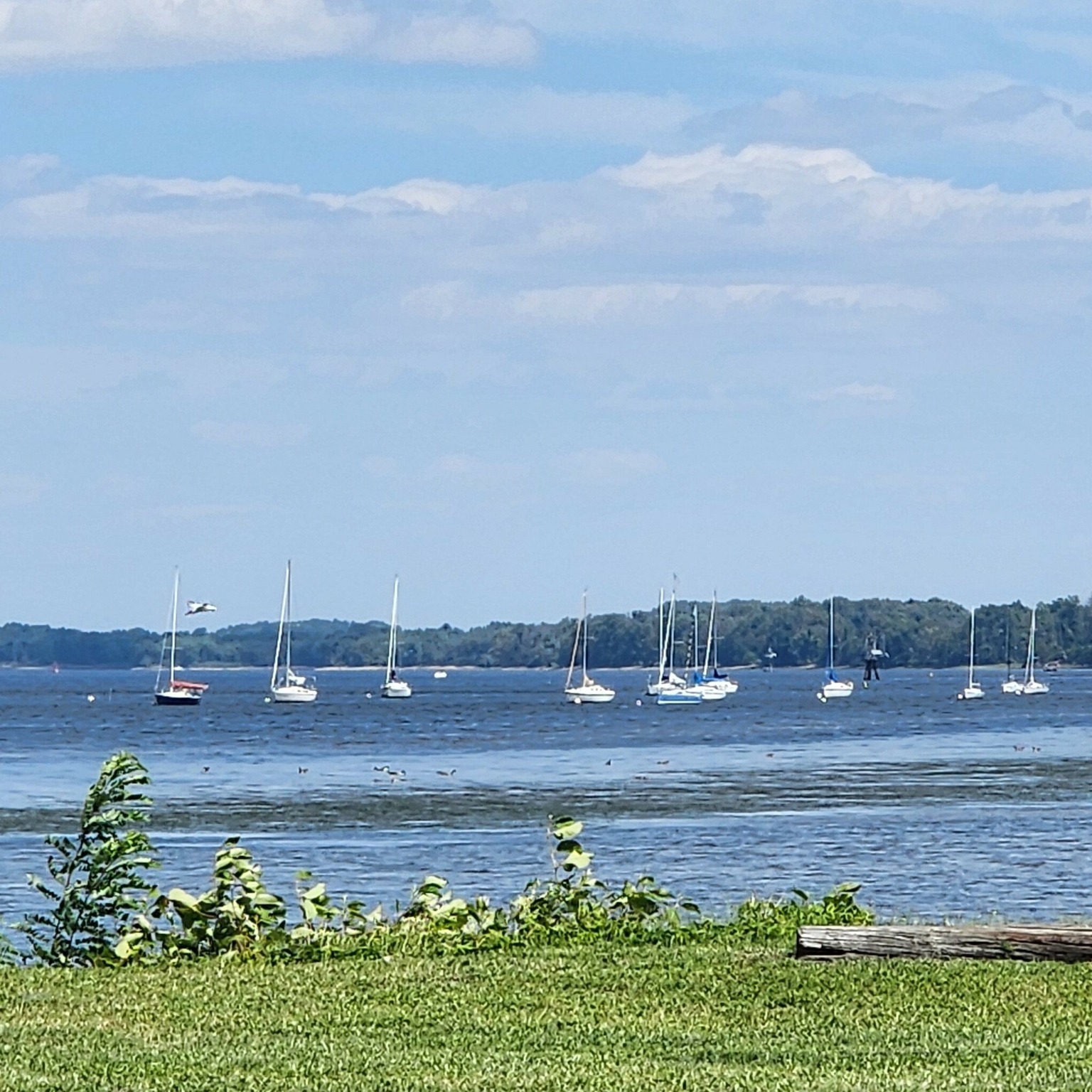 Scenic View of the Delaware River with Sailboats