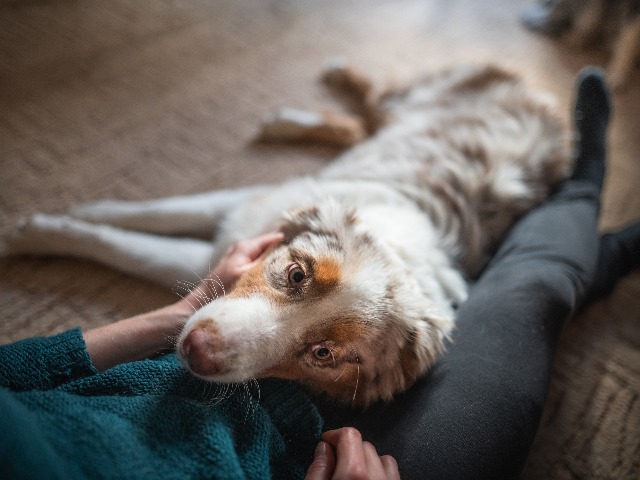 Image of dog laying next to owner