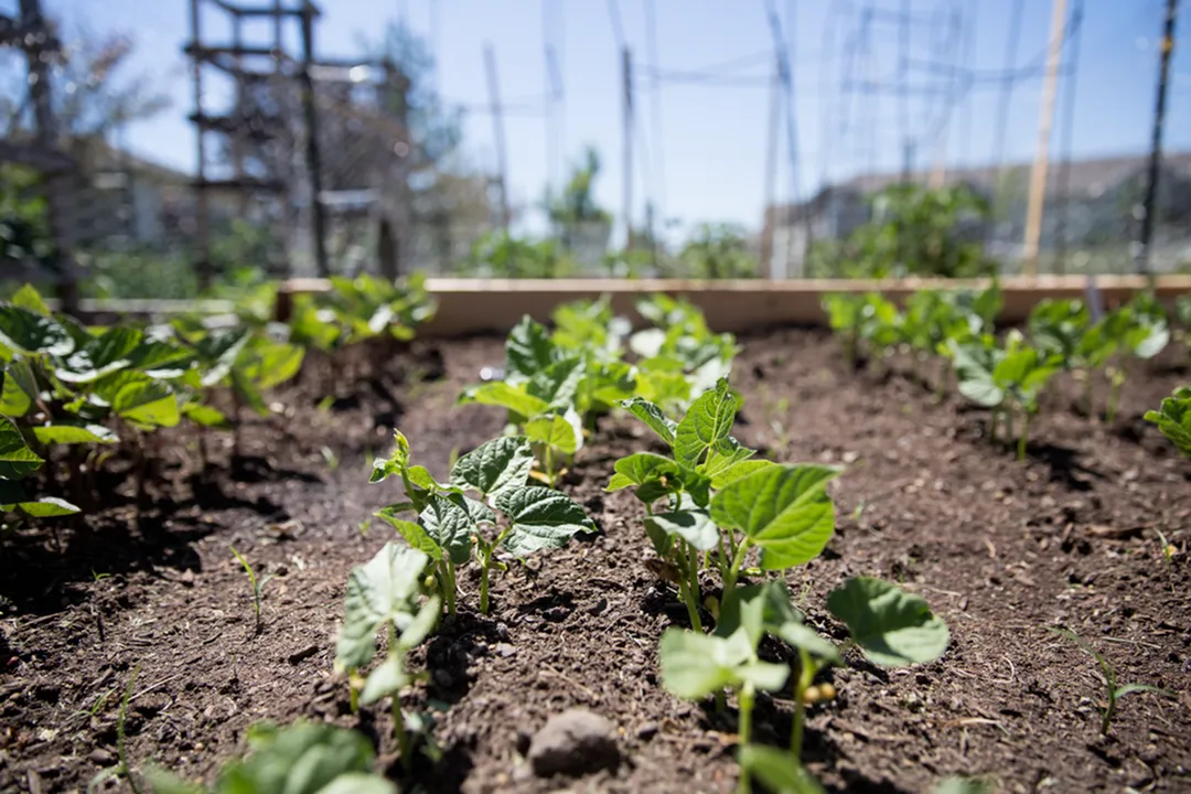 Community Garden Area | Providence Pointe | Johnston, Iowa