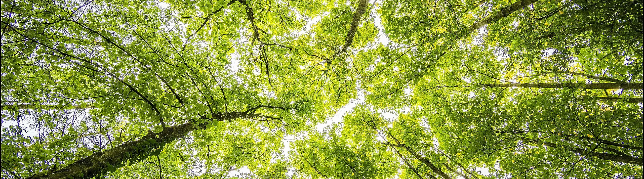 Vibrant green forest canopy with sunlight streaming through the leaves, creating a serene and refreshing atmosphere.