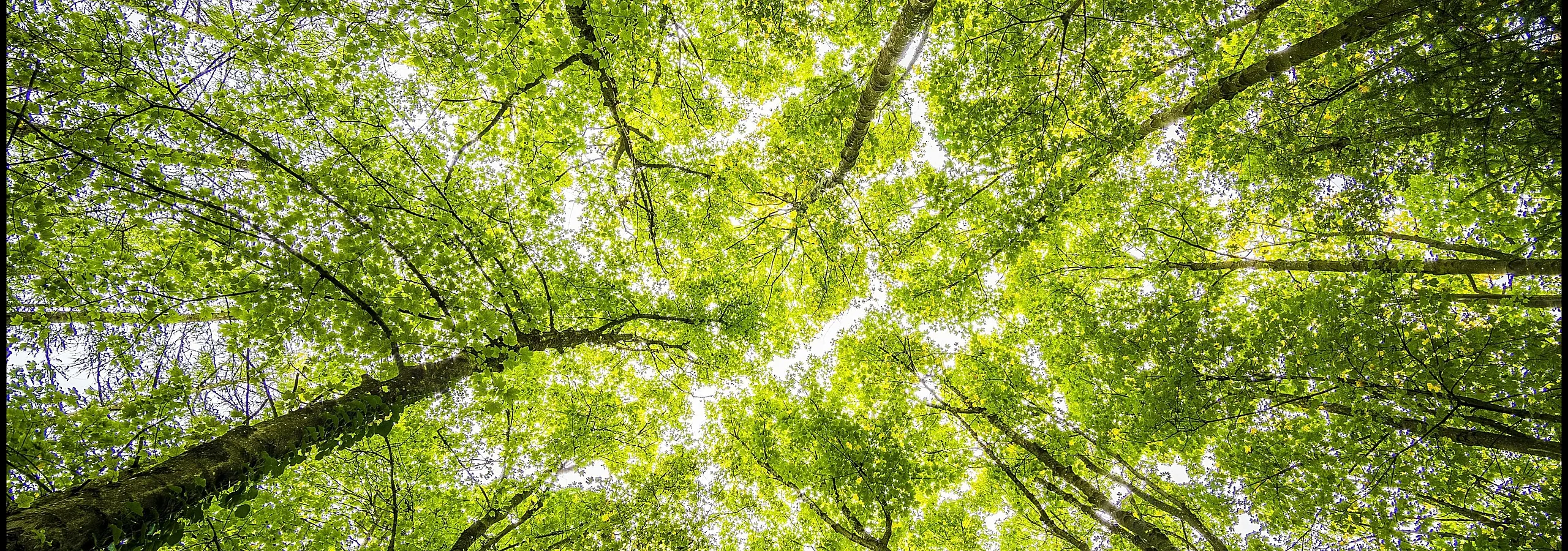 Lush green forest canopy viewed from below, offering a peaceful and refreshing natural escape.